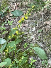 Solidago arguta