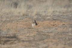 Athene cunicularia