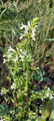 Stachys annua
