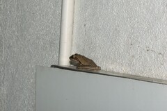 Polypedates maculatus