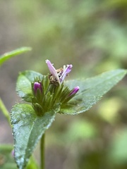 Elephantopus carolinianus