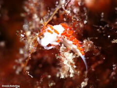 Flabellina dushia