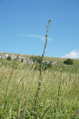 Verbascum spectabile