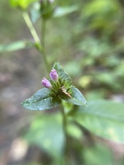 Elephantopus carolinianus