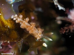 Spurilla neapolitana