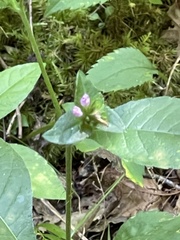 Elephantopus carolinianus