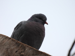 Columba oenas