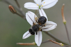 Apis mellifera capensis