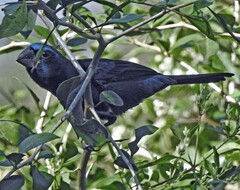 Cyanoloxia brissonii