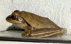 Polypedates maculatus