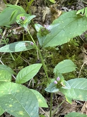 Elephantopus carolinianus