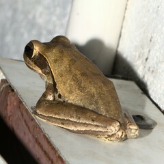 Polypedates maculatus