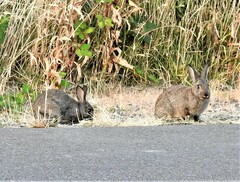 Leporidae