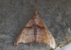 Palthis angulalis