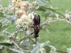 Tachytes guatemalensis