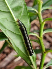 Spodoptera ornithogalli