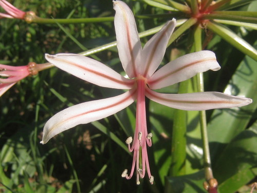 Nerine laticoma image