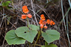 Begonia cinnabarina