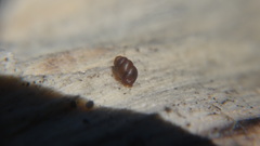 Vertigo pygmaea