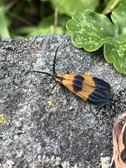 Calopteron terminale