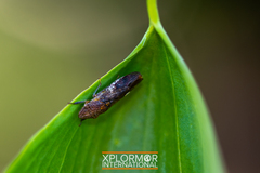 Homalodisca vitripennis