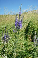Veronica spuria