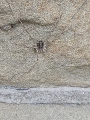 Opilio parietinus