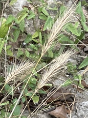 Elymus virginicus