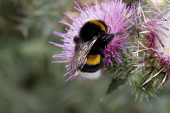 Bombus