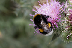 Bombus