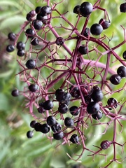 Sambucus canadensis