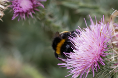 Bombus