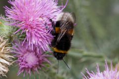 Bombus