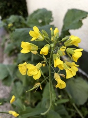 Brassica rapa