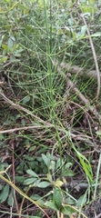 Equisetum