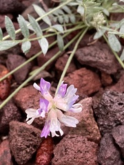 Astragalus gilensis