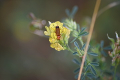 Rhagonycha fulva
