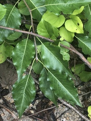 Pyrus