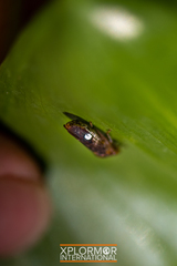 Homalodisca vitripennis