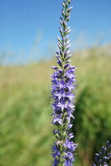 Veronica spuria
