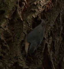 Sitta europaea