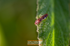 Homalodisca vitripennis