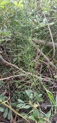 Equisetum