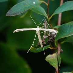 Emmelina monodactyla