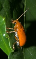 Aulacophora indica