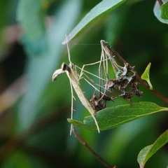 Emmelina monodactyla