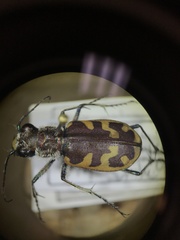 Cicindela formosa