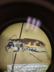 Cicindela formosa