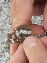 Neptis rivularis
