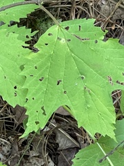 Vasates aceriscrumena